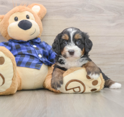 6 week old Mini Bernedoodle Puppy For Sale - Premier Pups