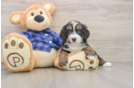 Mini Bernedoodle Puppy for Adoption