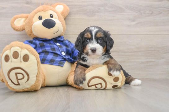Mini Bernedoodle Puppy for Adoption