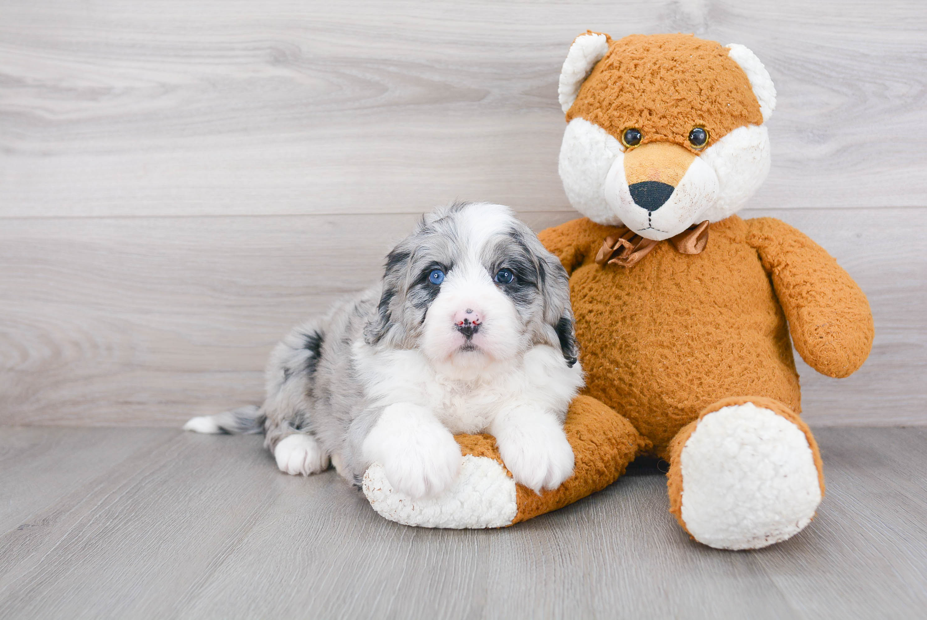 Petite Mini Bernedoodle Poodle Mix Pup
