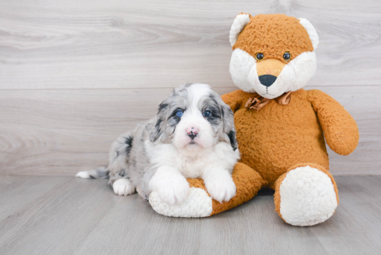 Petite Mini Bernedoodle Poodle Mix Pup