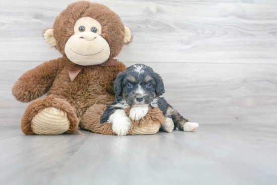 Mini Bernedoodle Puppy for Adoption