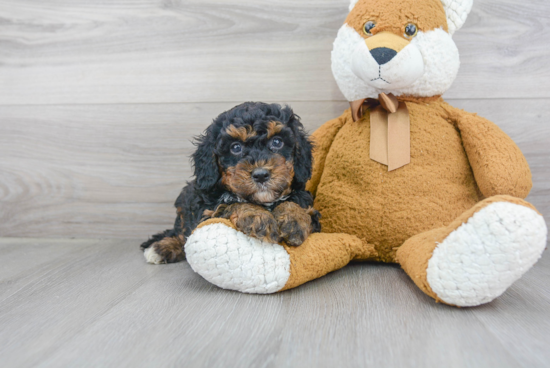 Cute Mini Bernedoodle Baby