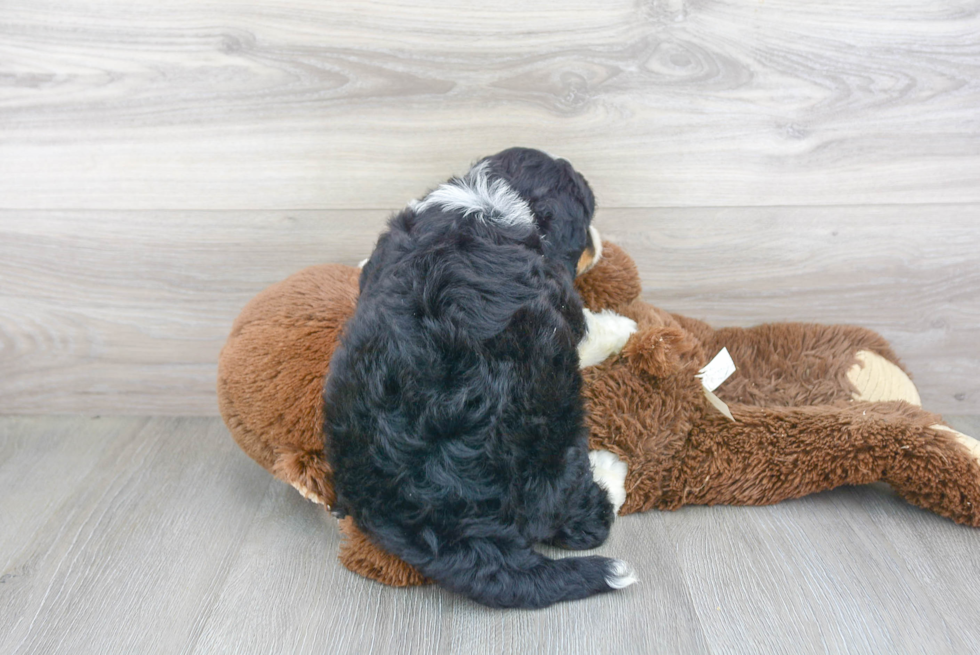 Energetic Bernadoodle Poodle Mix Puppy