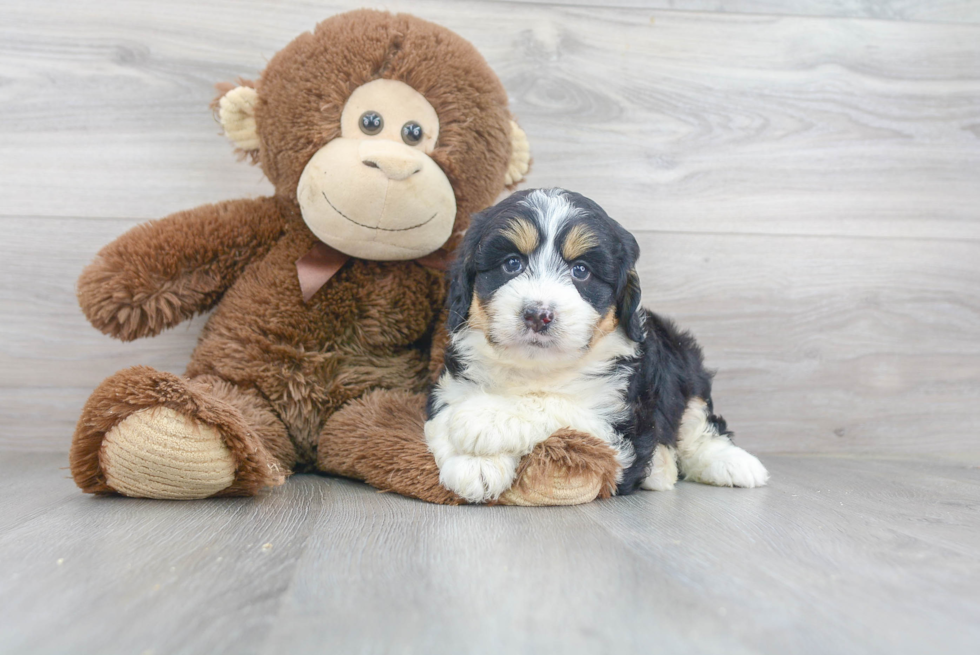 Adorable Mini Berniedoodle Poodle Mix Puppy