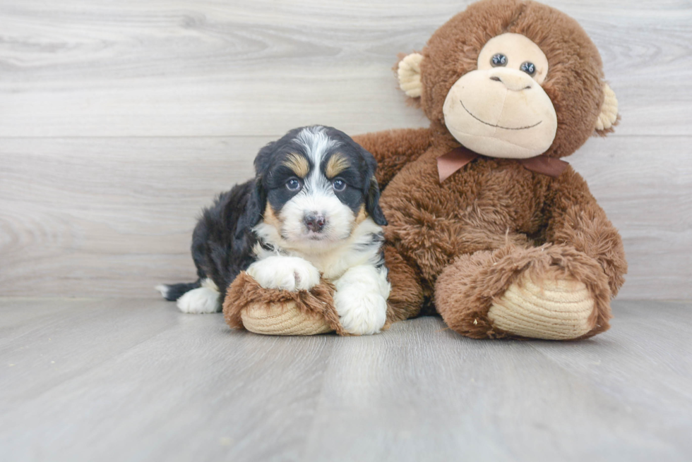 Best Mini Bernedoodle Baby