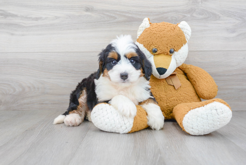 Hypoallergenic Bernadoodle Poodle Mix Puppy