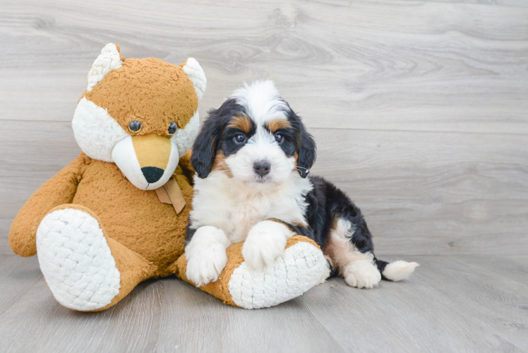 Fluffy Mini Bernedoodle Poodle Mix Pup