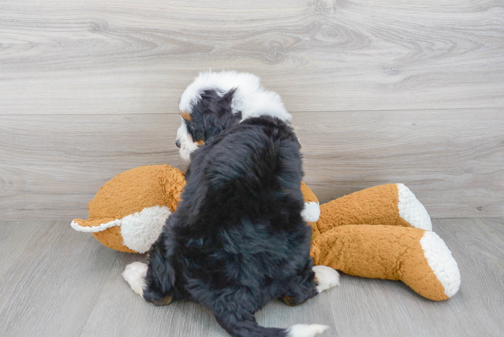 Energetic Mini Berniedoodle Poodle Mix Puppy