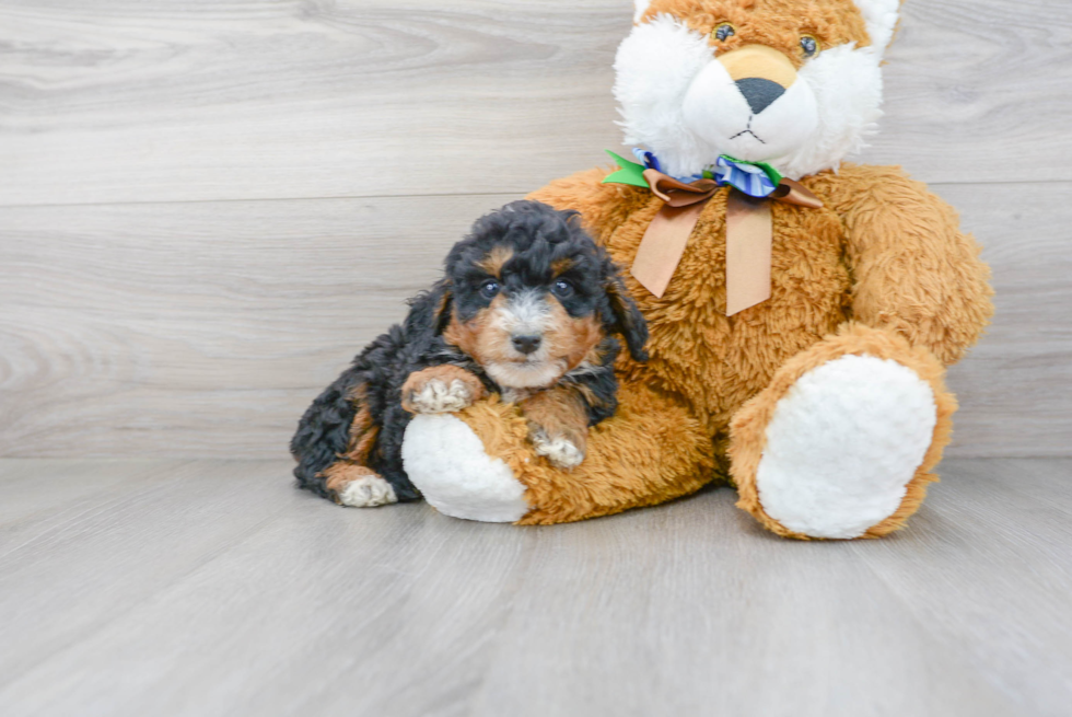 Sweet Mini Bernedoodle Baby