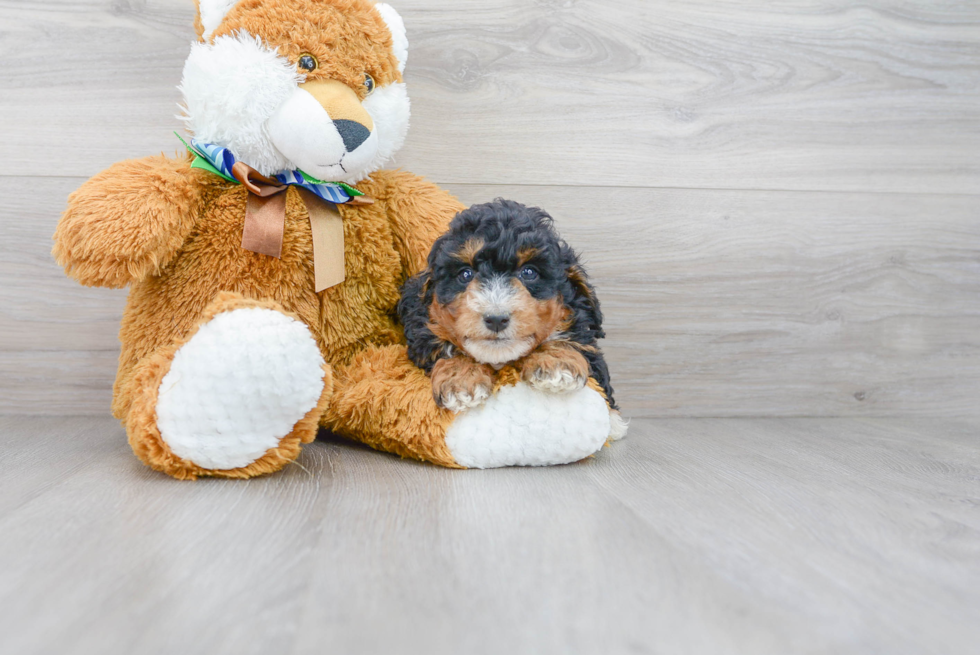 Sweet Mini Bernedoodle Baby