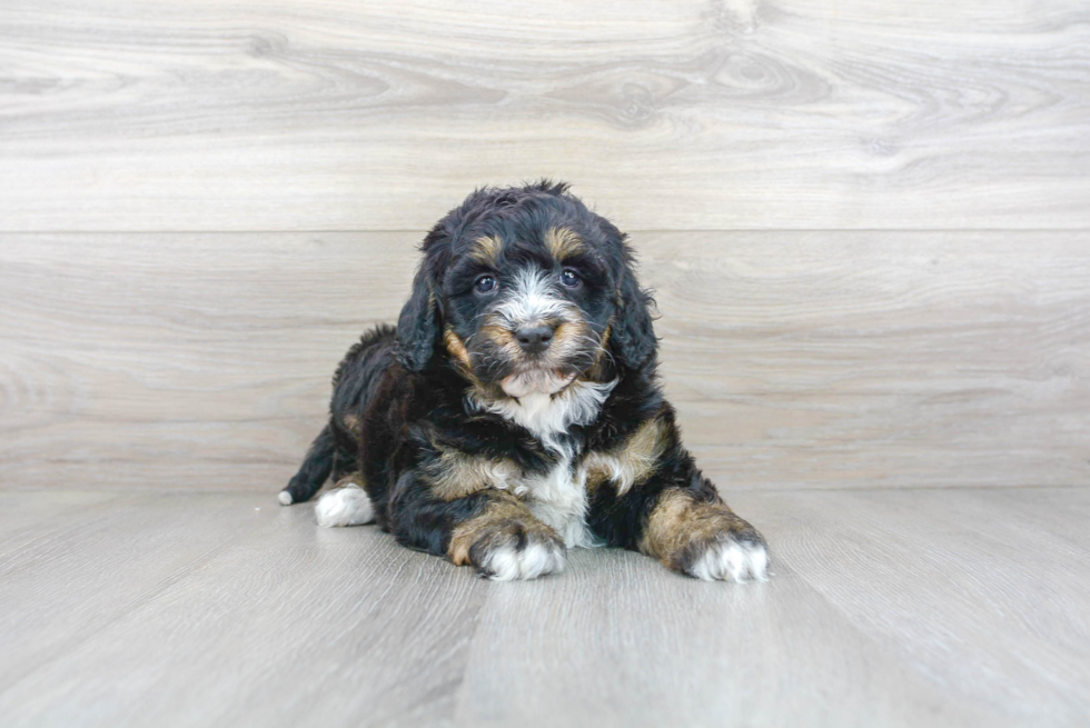 Mini Bernedoodle Pup Being Cute