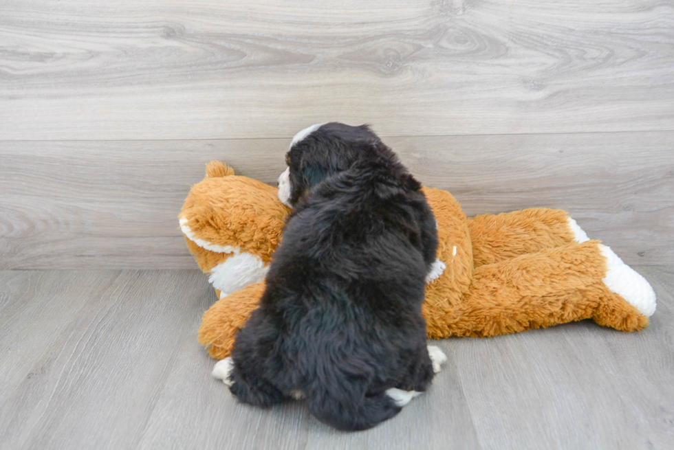 Fluffy Mini Bernedoodle Poodle Mix Pup