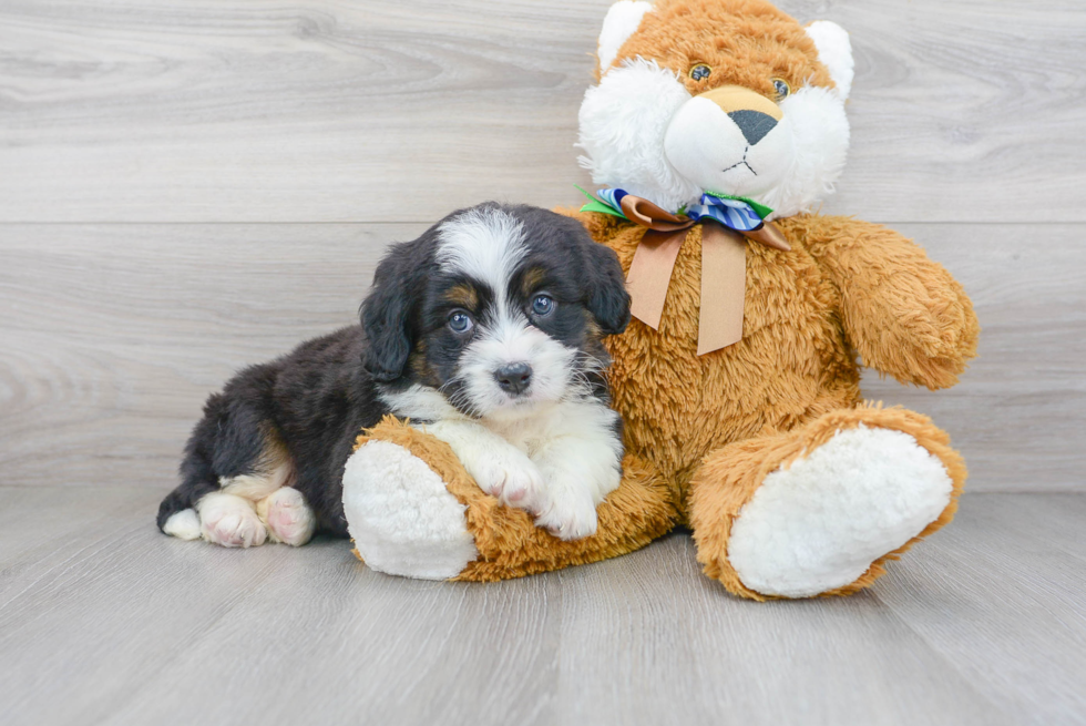 Mini Bernedoodle Pup Being Cute