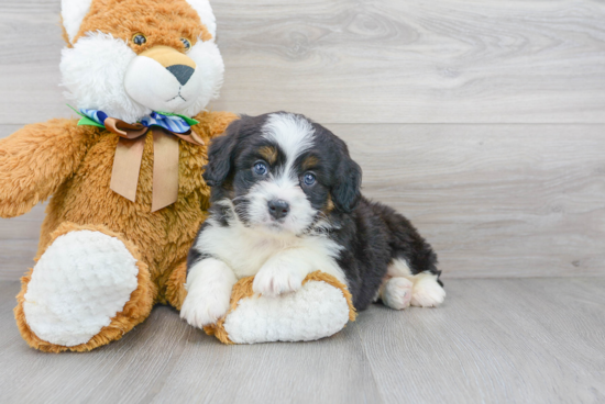 Best Mini Bernedoodle Baby