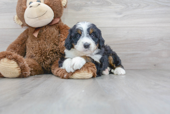 Smart Mini Bernedoodle Poodle Mix Pup