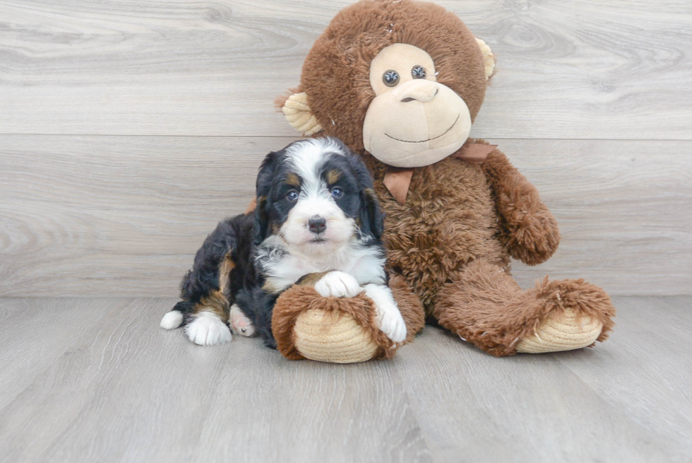 Happy Mini Bernedoodle Baby