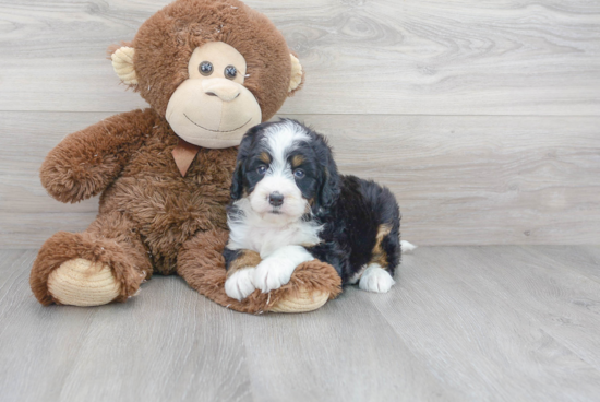 Mini Bernedoodle Puppy for Adoption