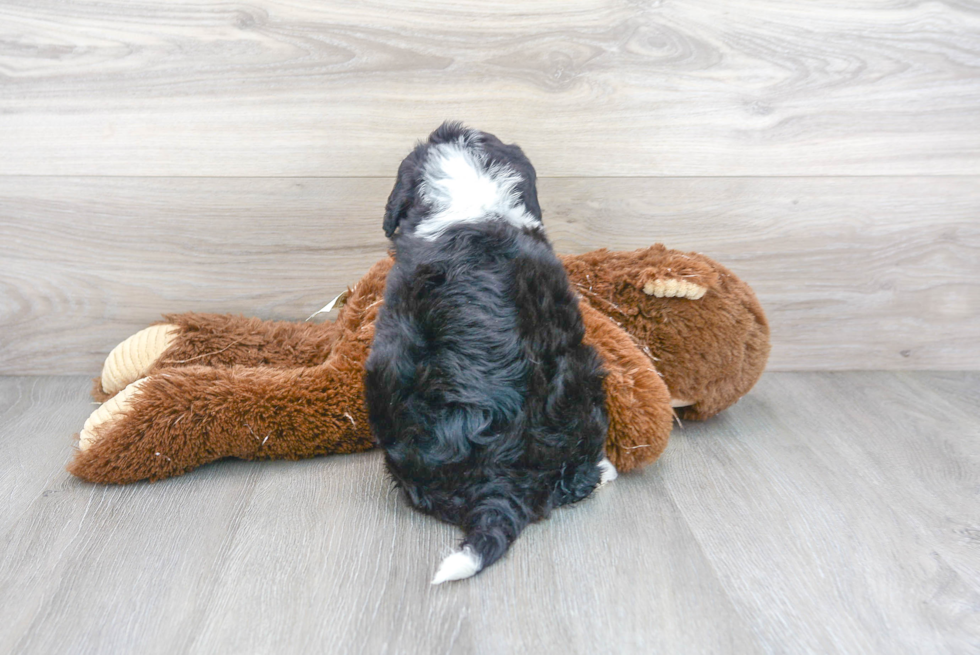 Mini Bernedoodle Pup Being Cute