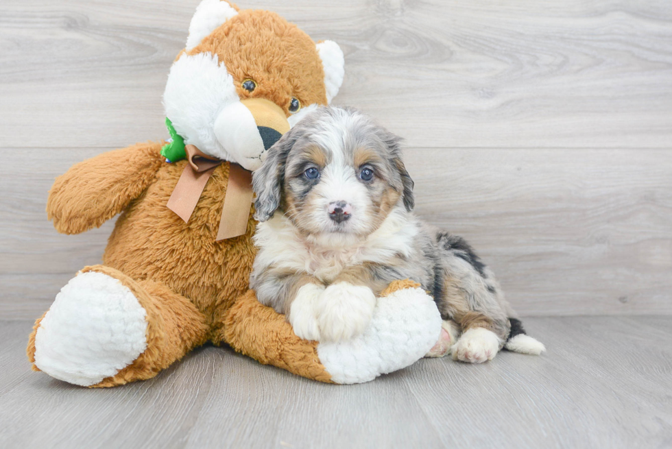 Mini Bernedoodle Pup Being Cute