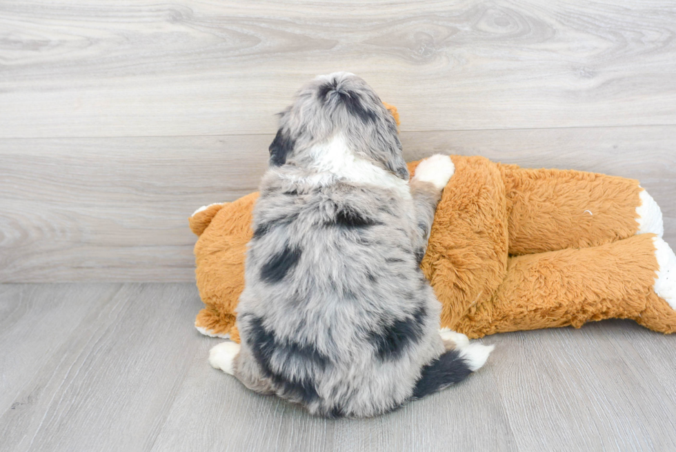 Mini Bernedoodle Pup Being Cute