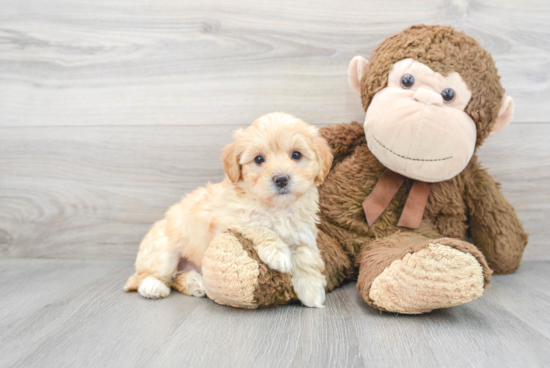 Best Mini Bernedoodle Baby