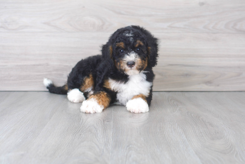 Best Mini Bernedoodle Baby