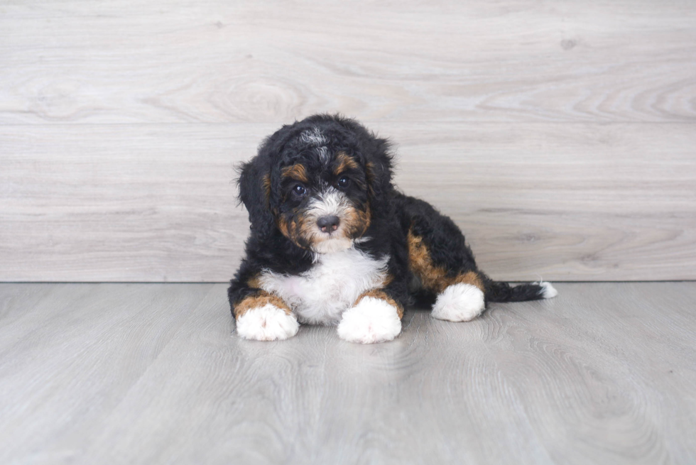 Mini Bernedoodle Pup Being Cute