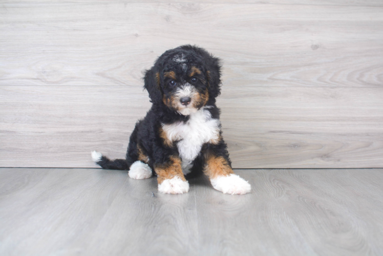 Mini Bernedoodle Puppy for Adoption