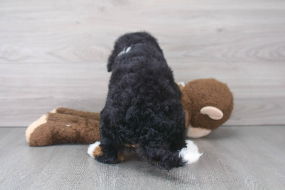 Funny Mini Bernedoodle Poodle Mix Pup