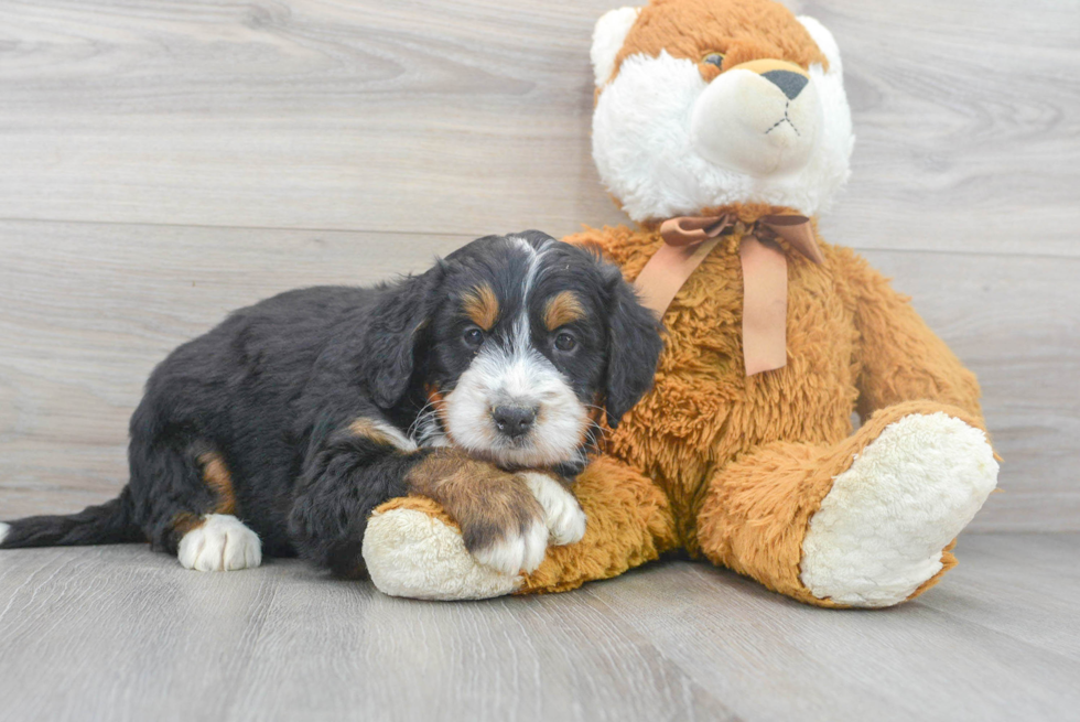 Fluffy Mini Bernedoodle Poodle Mix Pup