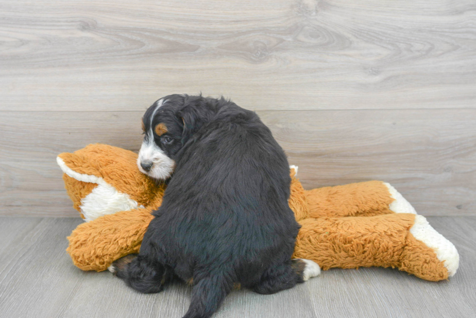 Mini Bernedoodle Puppy for Adoption