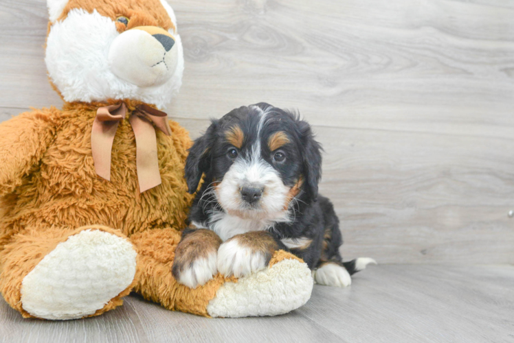 Energetic Bernadoodle Poodle Mix Puppy