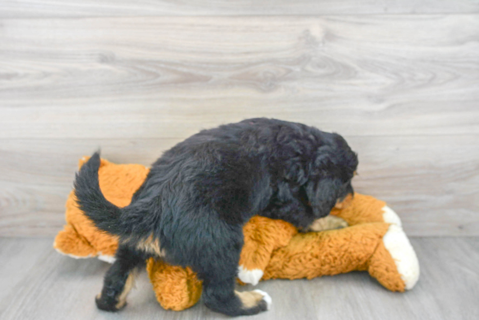 Mini Bernedoodle Pup Being Cute