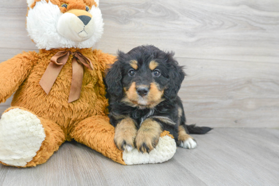 Small Mini Bernedoodle Baby