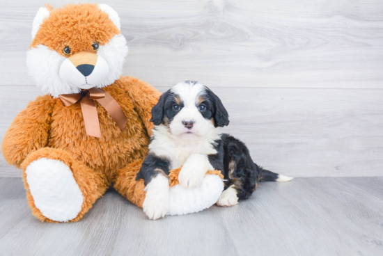 Mini Bernedoodle Puppy for Adoption