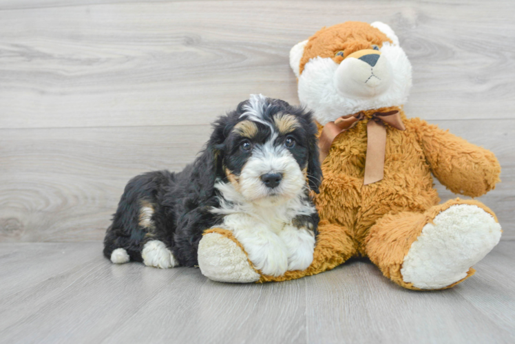 Energetic Bernadoodle Poodle Mix Puppy