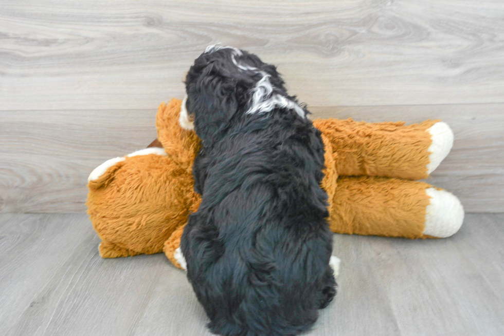 Mini Bernedoodle Pup Being Cute