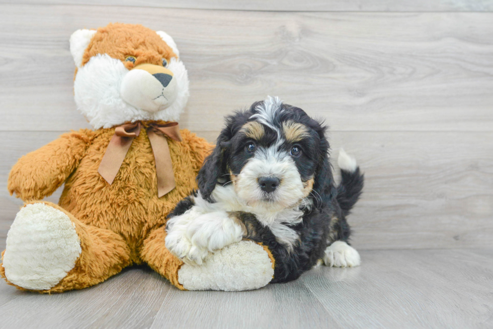 Mini Bernedoodle Pup Being Cute