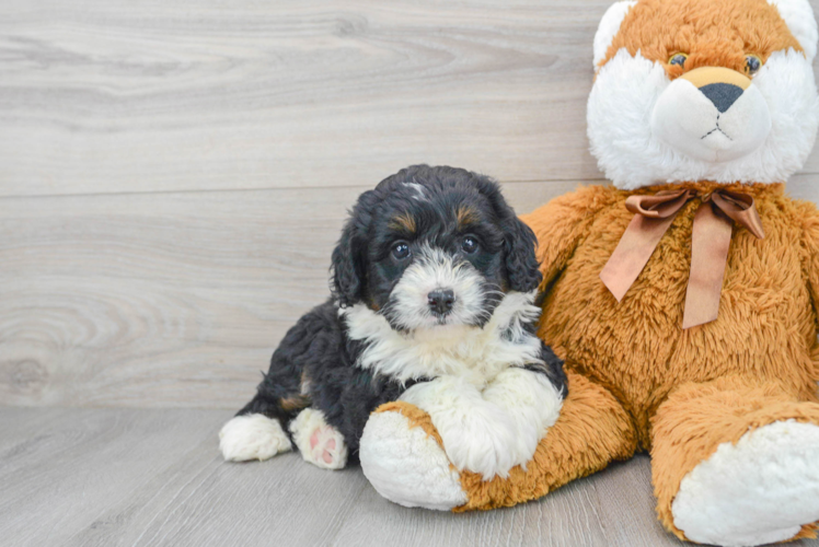 Adorable Bernadoodle Poodle Mix Puppy