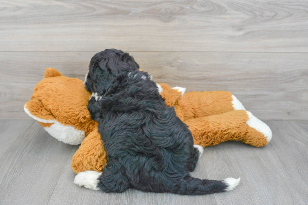 Mini Bernedoodle Pup Being Cute