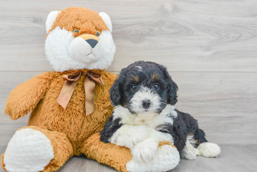 Friendly Mini Bernedoodle Baby