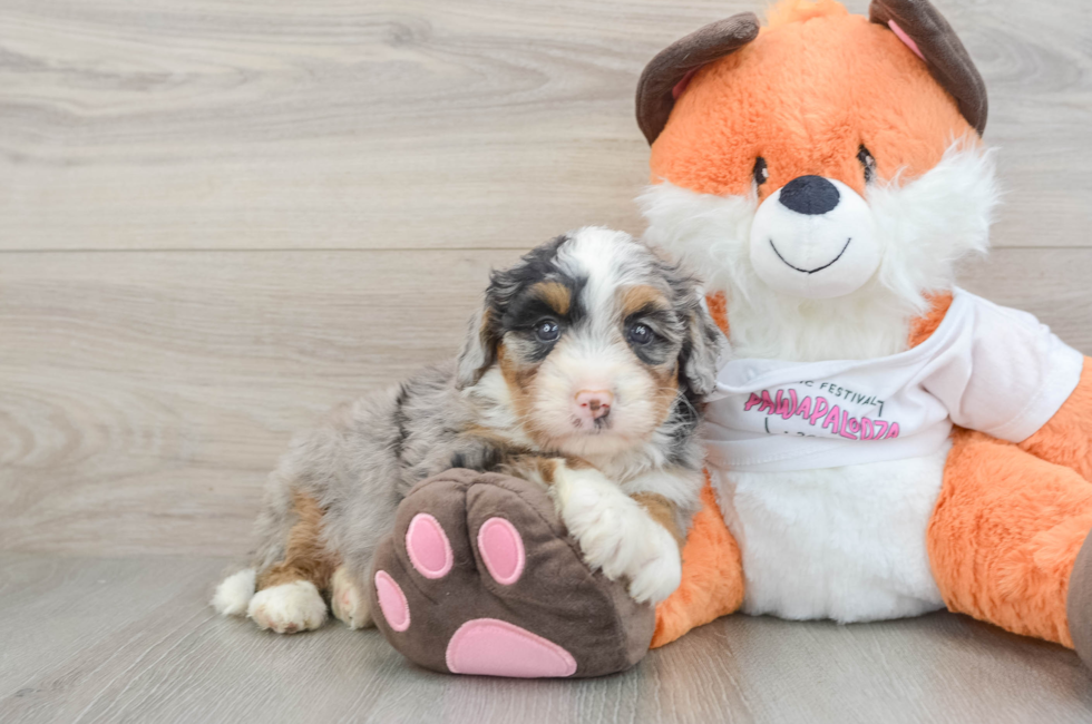 6 week old Mini Bernedoodle Puppy For Sale - Premier Pups