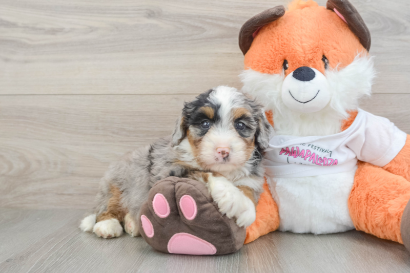 Meet Saturn - our Mini Bernedoodle Puppy Photo 1/3 - Premier Pups