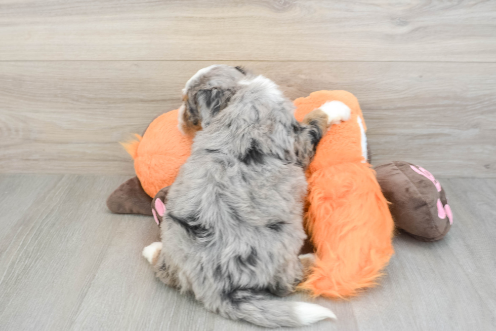 Cute Mini Bernedoodle Baby