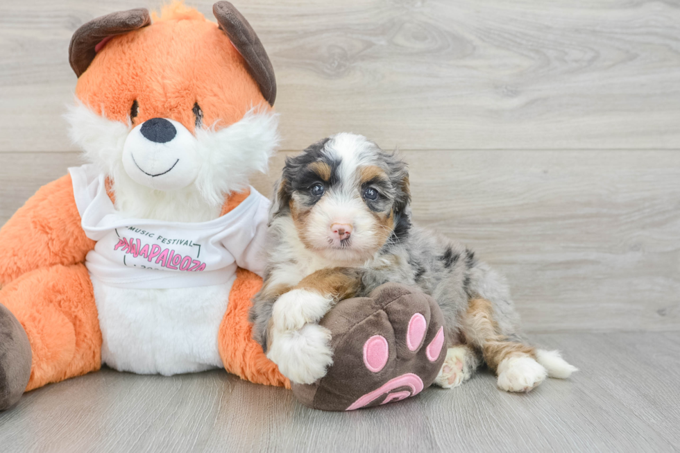 Best Mini Bernedoodle Baby