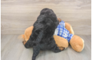 Playful Mini Bernadoodle Poodle Mix Puppy