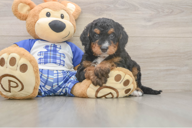 Cute Mini Bernedoodle Baby