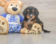 6 week old Mini Bernedoodle Puppy For Sale - Premier Pups