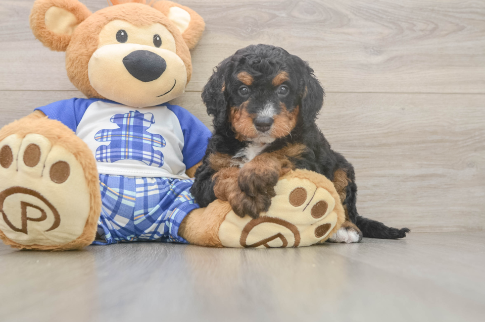 5 week old Mini Bernedoodle Puppy For Sale - Premier Pups
